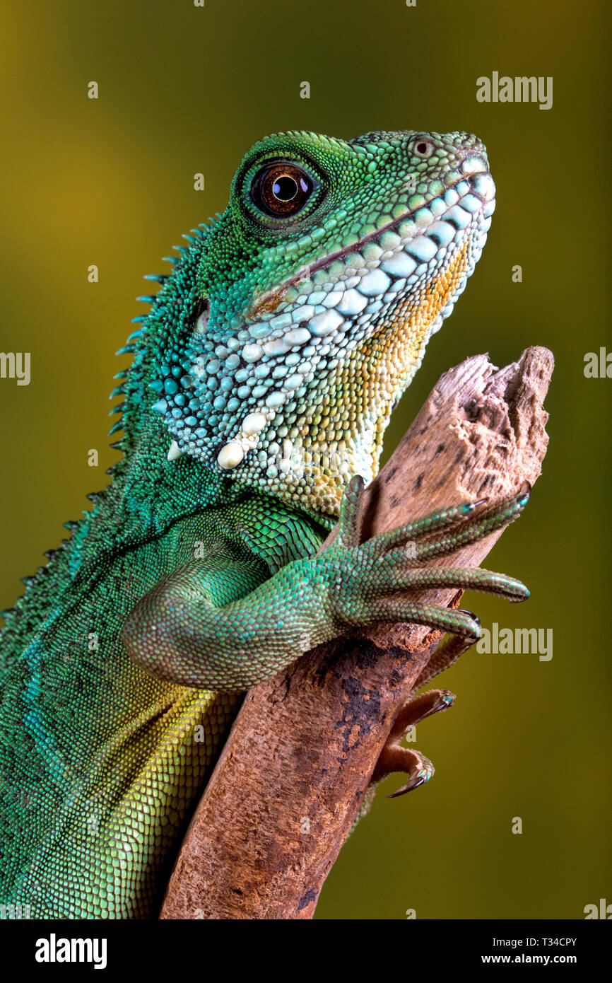 Asian water dragon hires stock photography and images Alamy