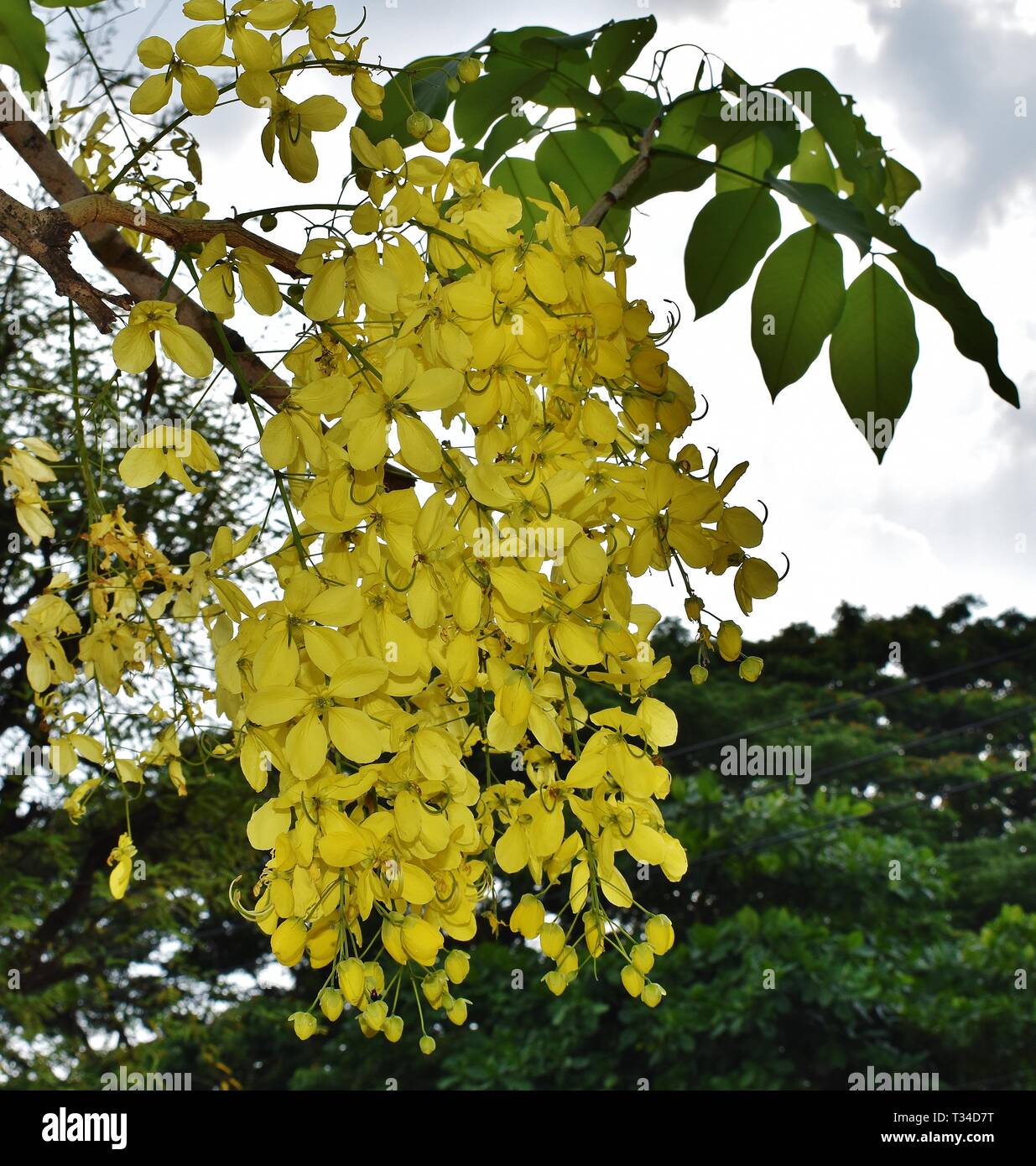 Thailands national flower hi-res stock photography and images - Alamy