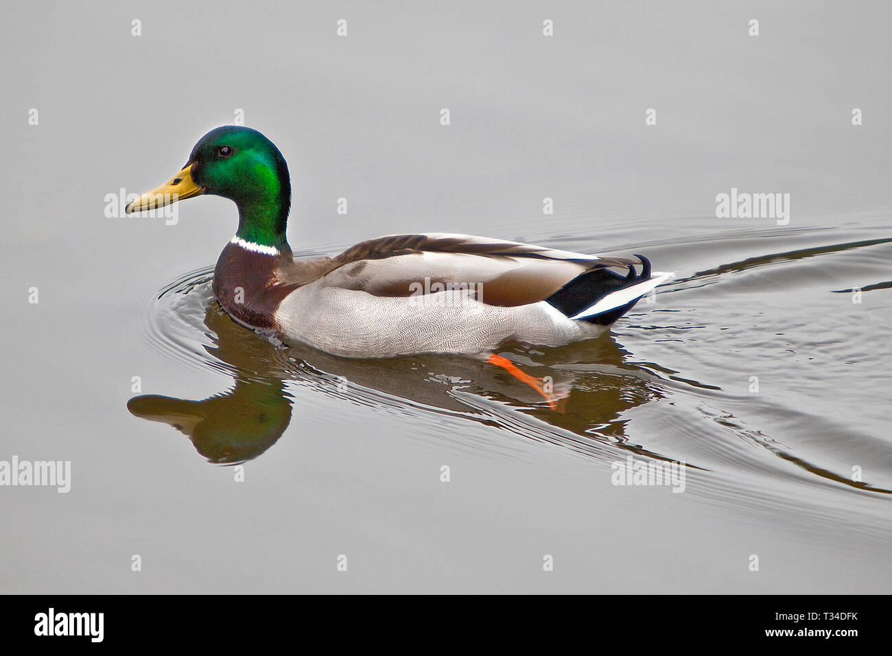A mallard duck swims through very still water. Stock Photo