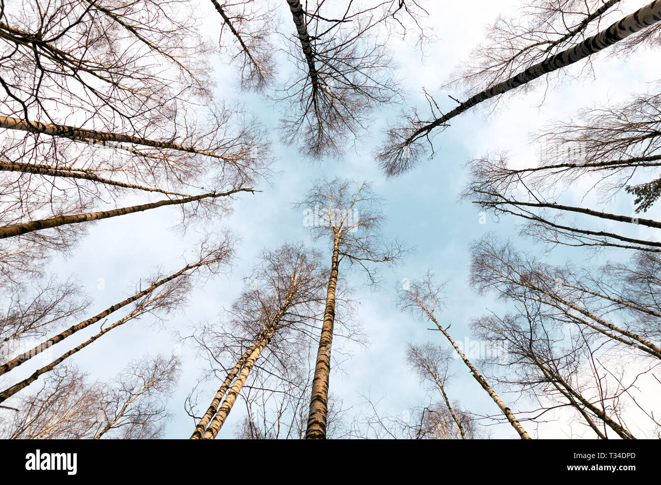 Evergreen trees winter wide hi-res stock photography and images - Alamy