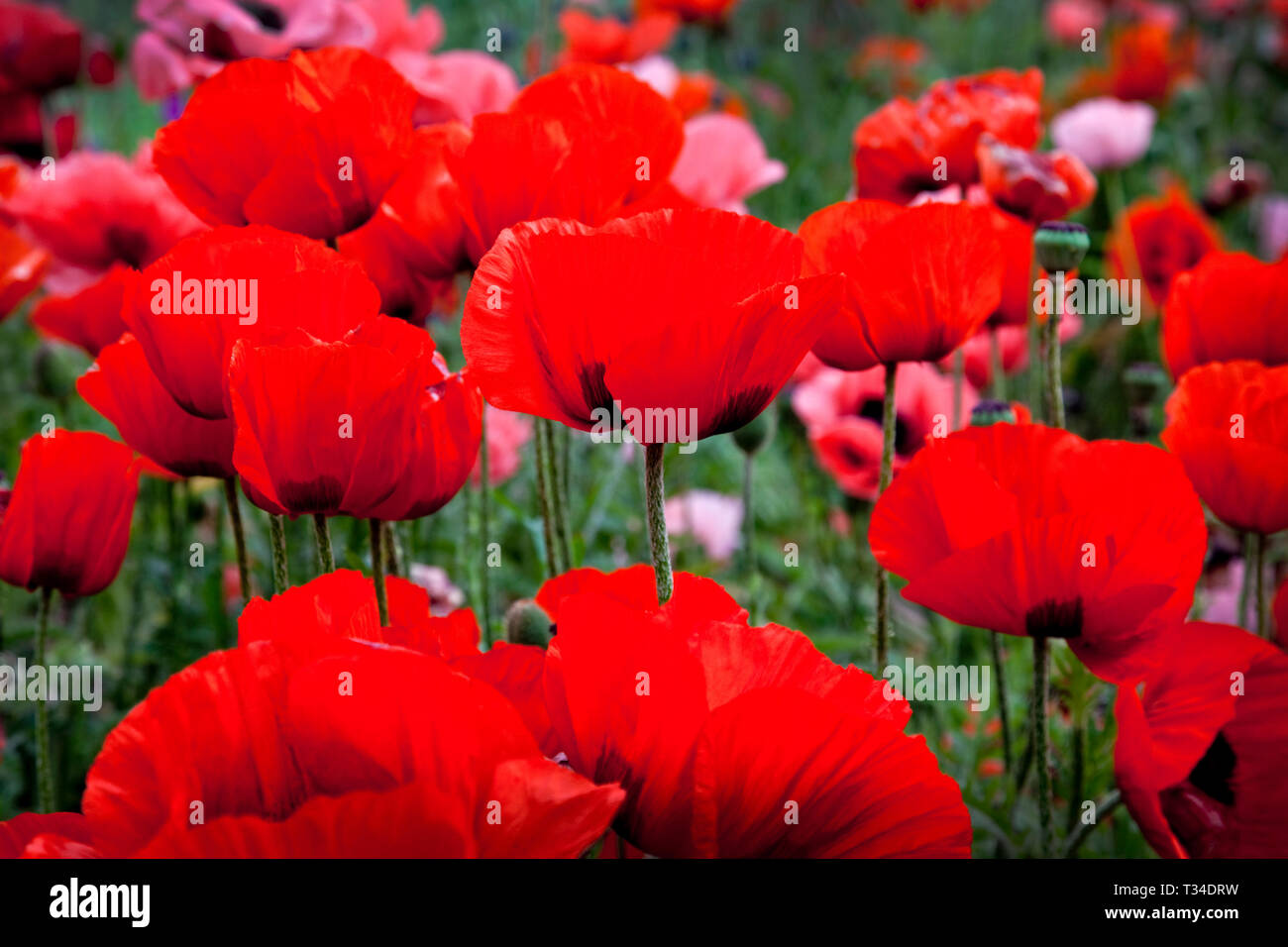 Field display of red poppies in Dorset. Stock Photo