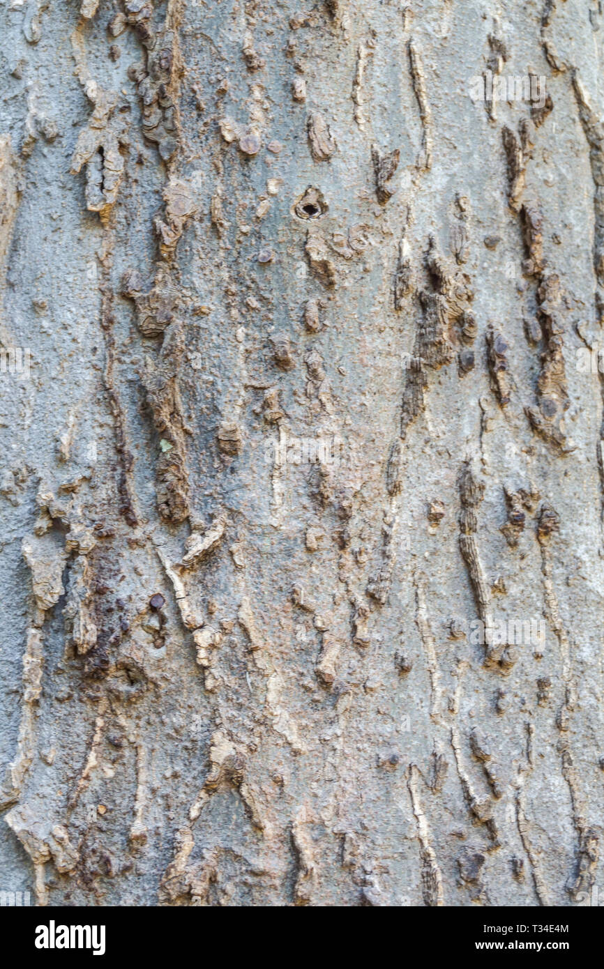 Celtis tetrandra, Tree bark texture, Tree trunk Stock Photo