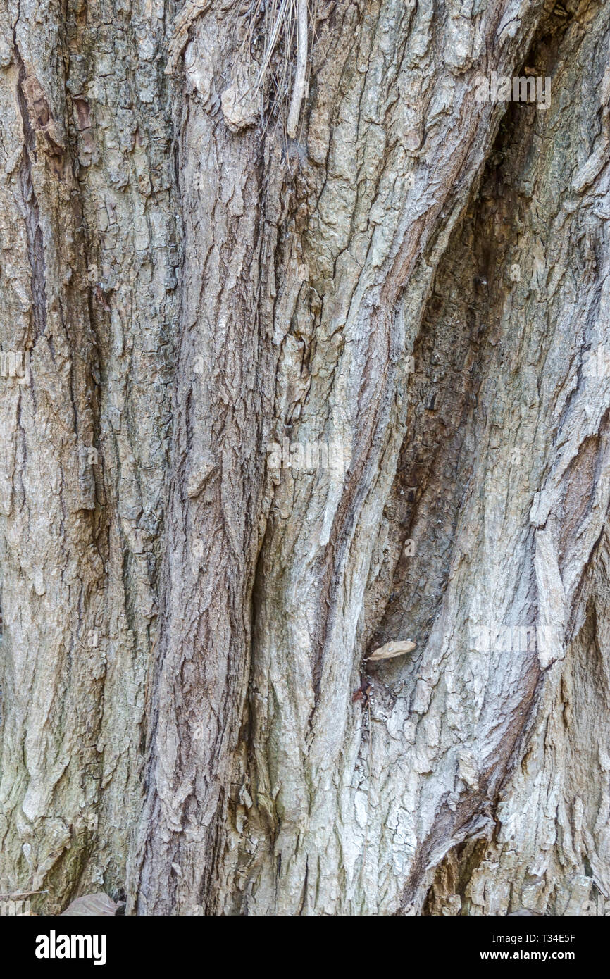 Ehretia latifolia, Tree bark texture, Tree trunk Stock Photo