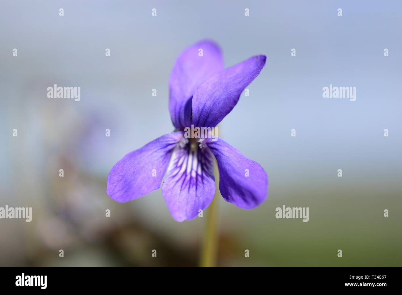 The flower of Viola labradorica Stock Photo - Alamy