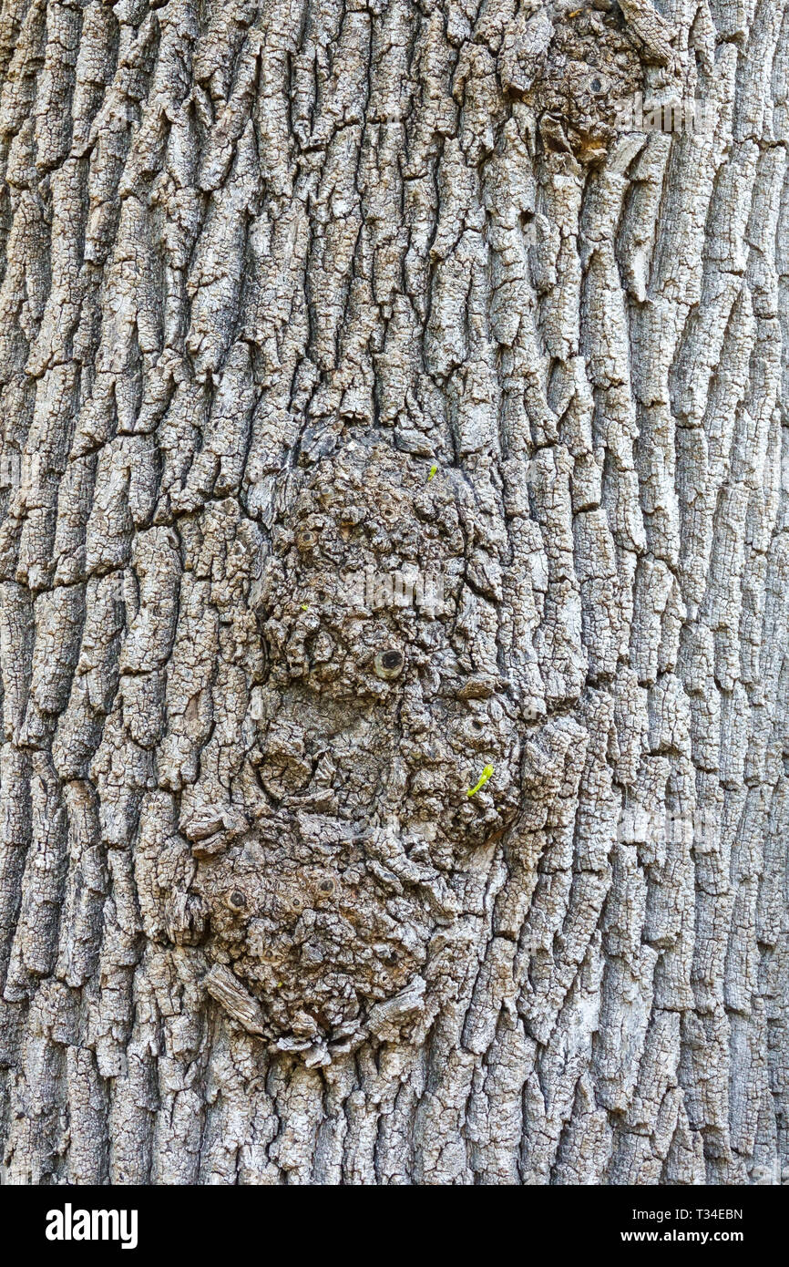 Fraxinus angustifolia, Tree bark texture, Tree trunk Stock Photo