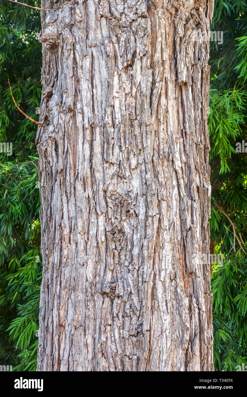 Wych Elm, Ulmus glabra trunk Tree bark texture, Tree trunk Stock Photo