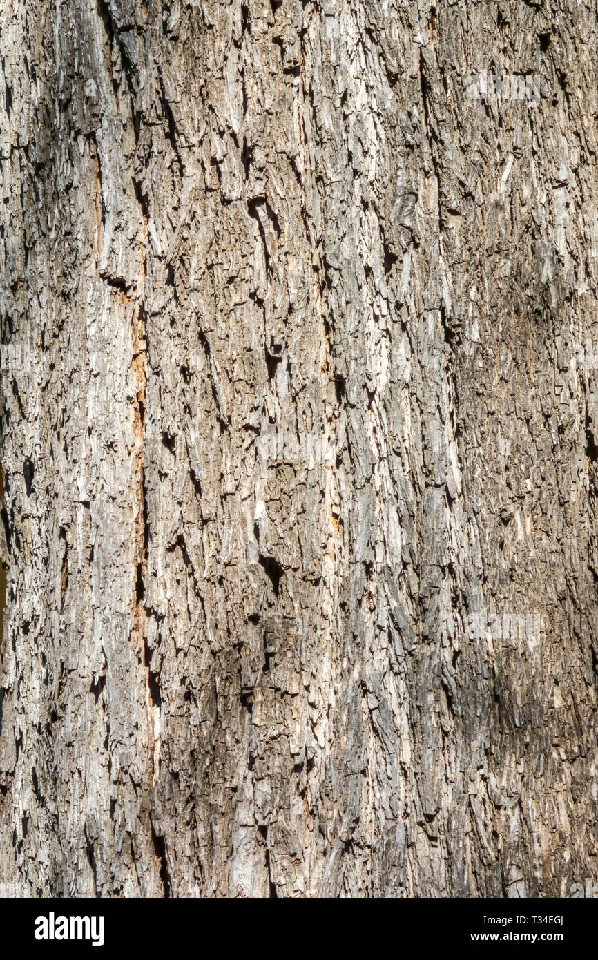 Pecan tree, Carya illinoinensis, Tree bark texture, Tree trunk Stock Photo Alamy