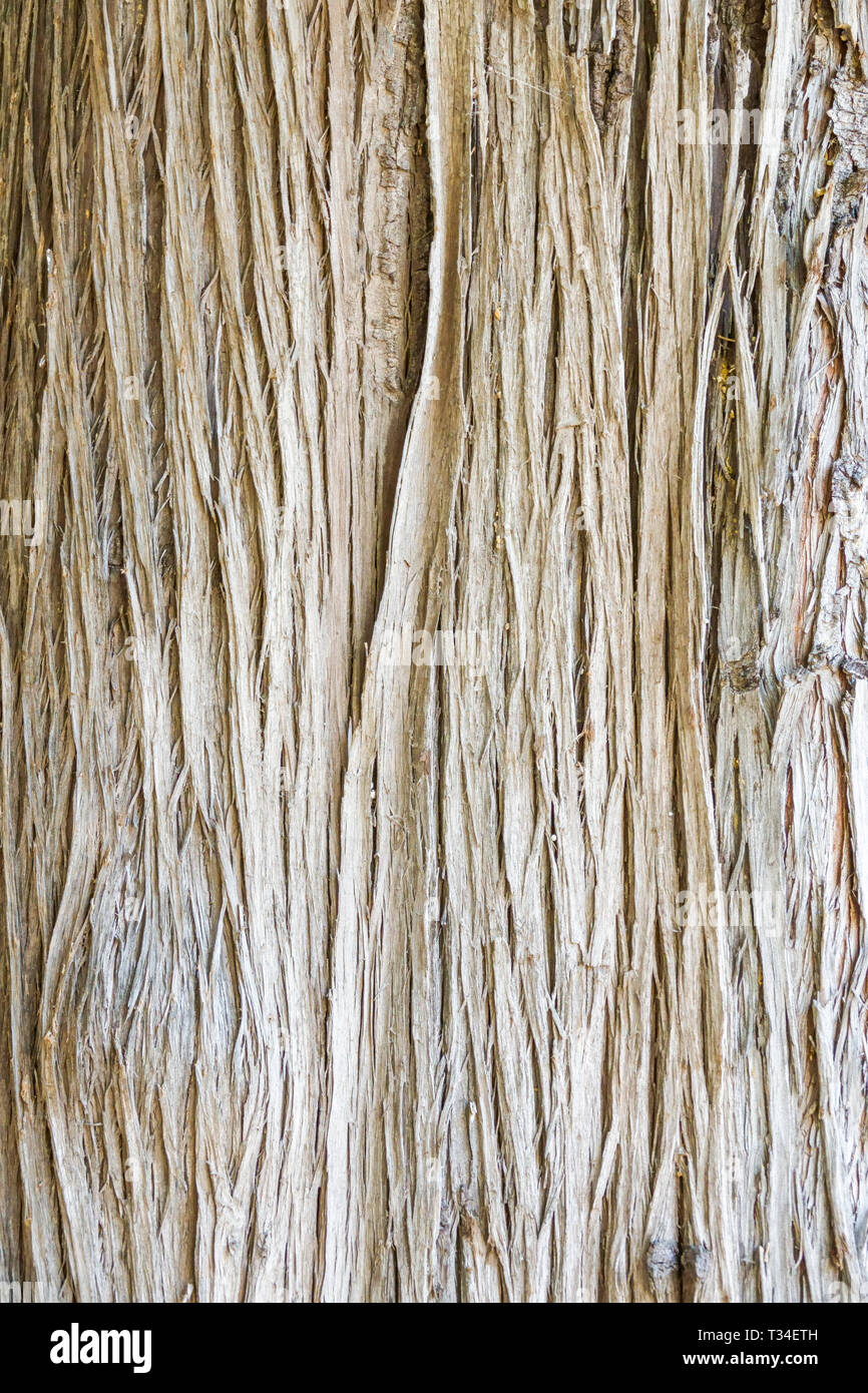 Himalayan Cypress, Cupressus torulosa, Tree bark texture, Tree trunk Stock Photo
