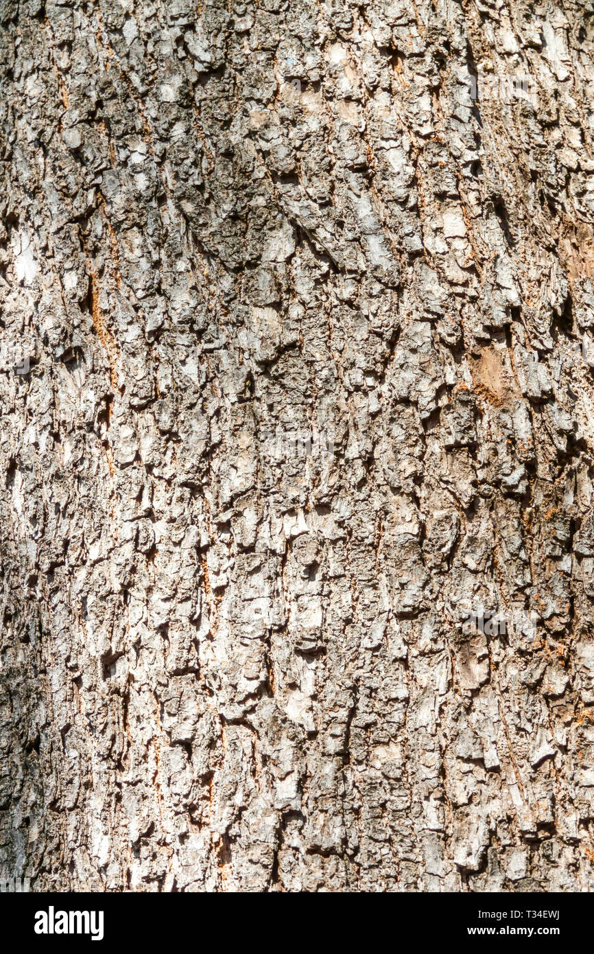 Chinese Flame Tree, Koelreuteria bipinnata, Tree bark texture, Tree trunk Stock Photo