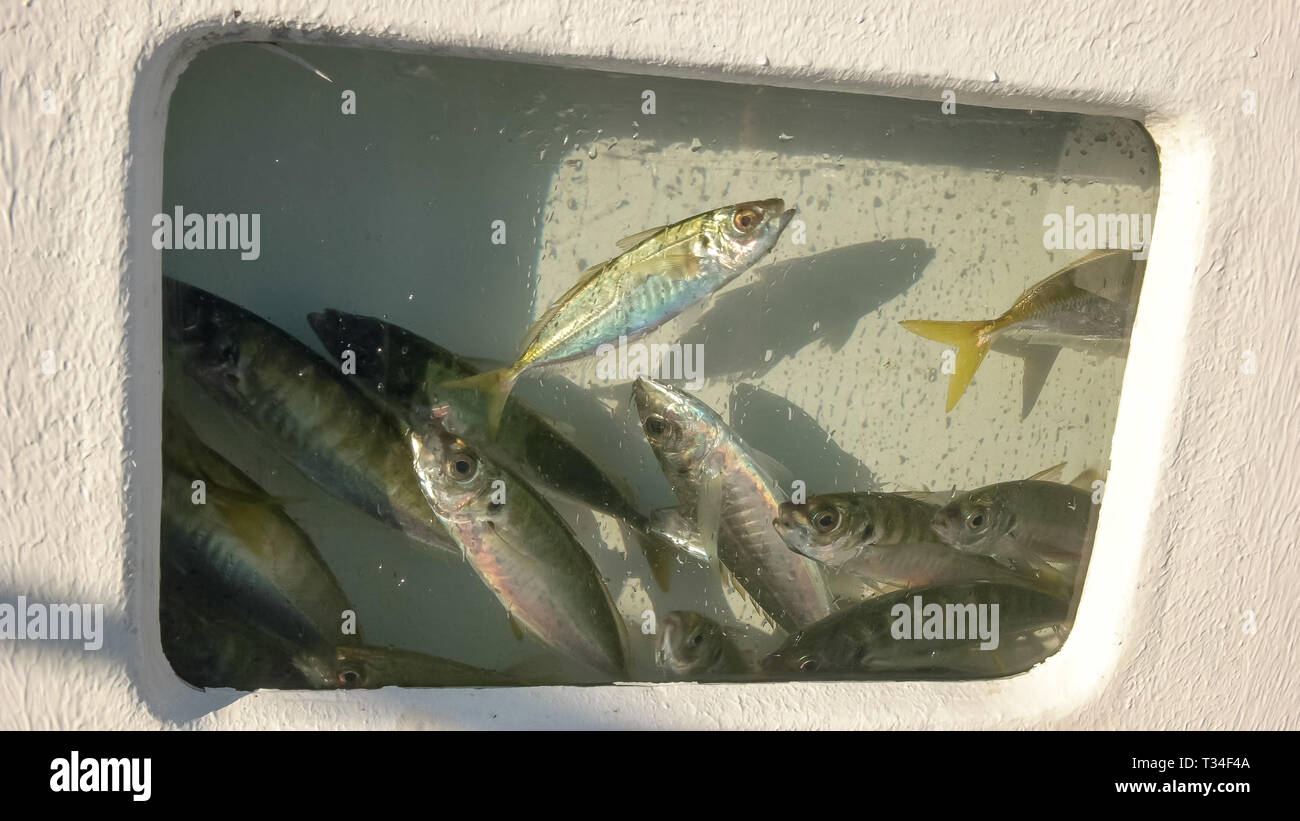 yellow tail for live bait in livewell Stock Photo Alamy