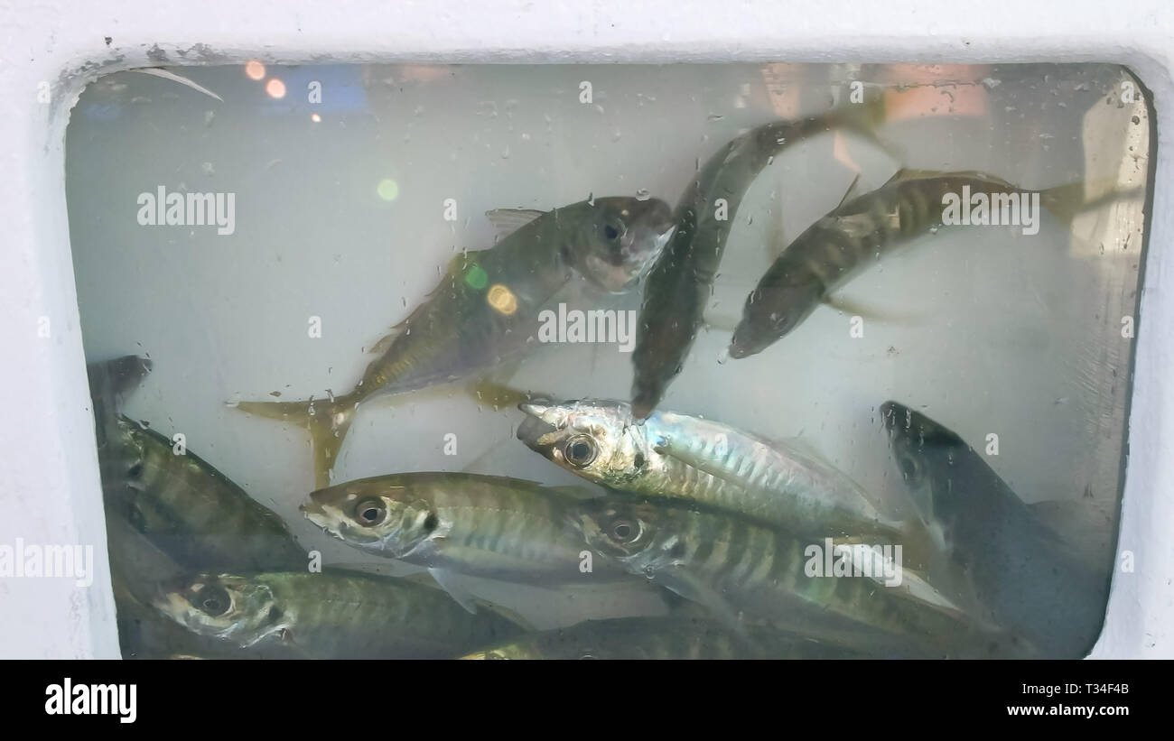 yakkas for live bait in a boat's livewell Stock Photo - Alamy