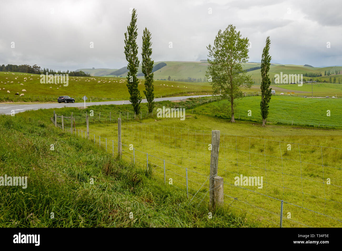 Green fields with a lot of sheep along the Geraldine-Fairlie Highway, New Zealand Stock Photo