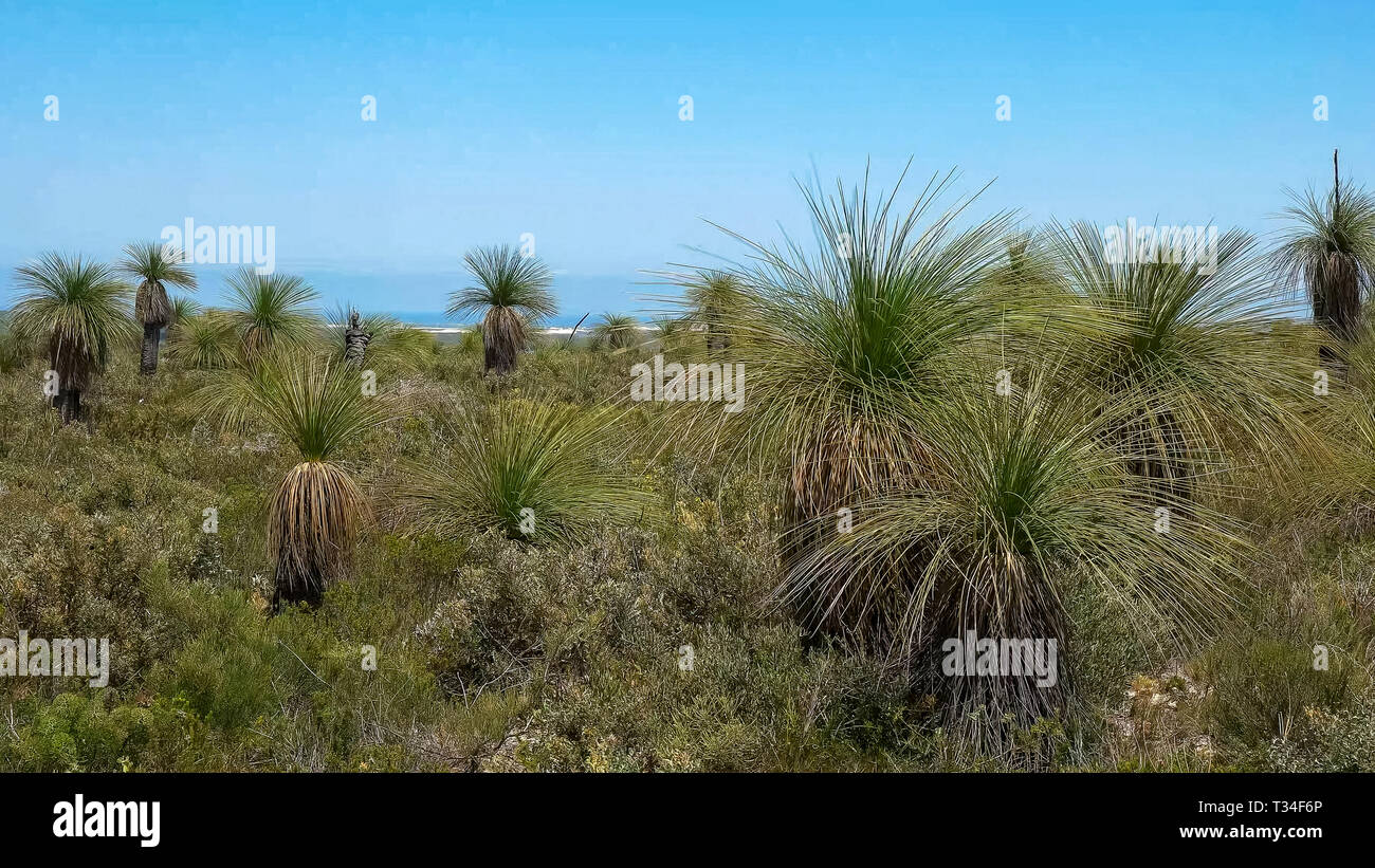 xanthorrhoeam, commonly known as grass trees, growing on the west australian coast Stock Photo