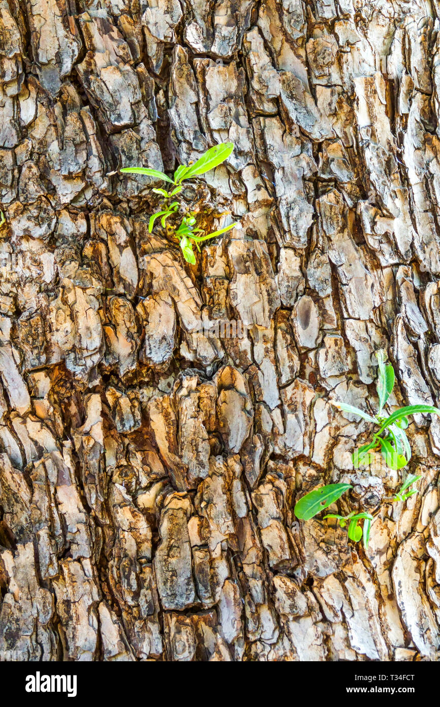 Huigen, Schinus polygamus, Tree bark texture, Tree trunk Stock Photo