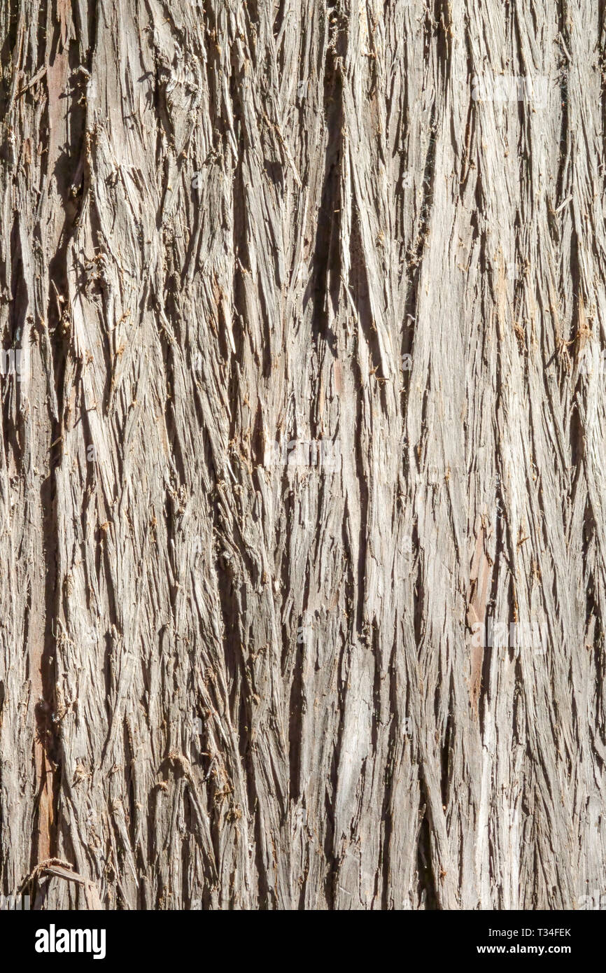 Himalayan Cypress, Cupressus torulosa, Tree bark texture, Tree trunk Stock Photo