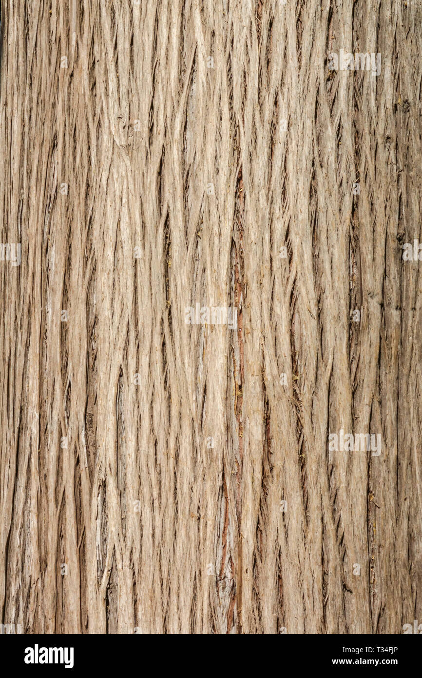 Cupressus torulosa, Tree bark texture, Tree trunk Stock Photo