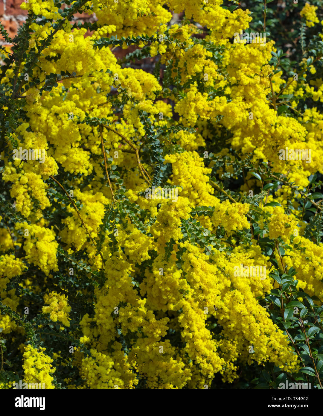 Acacia pravissima Oven's wattle growing in spring border Stock Photo