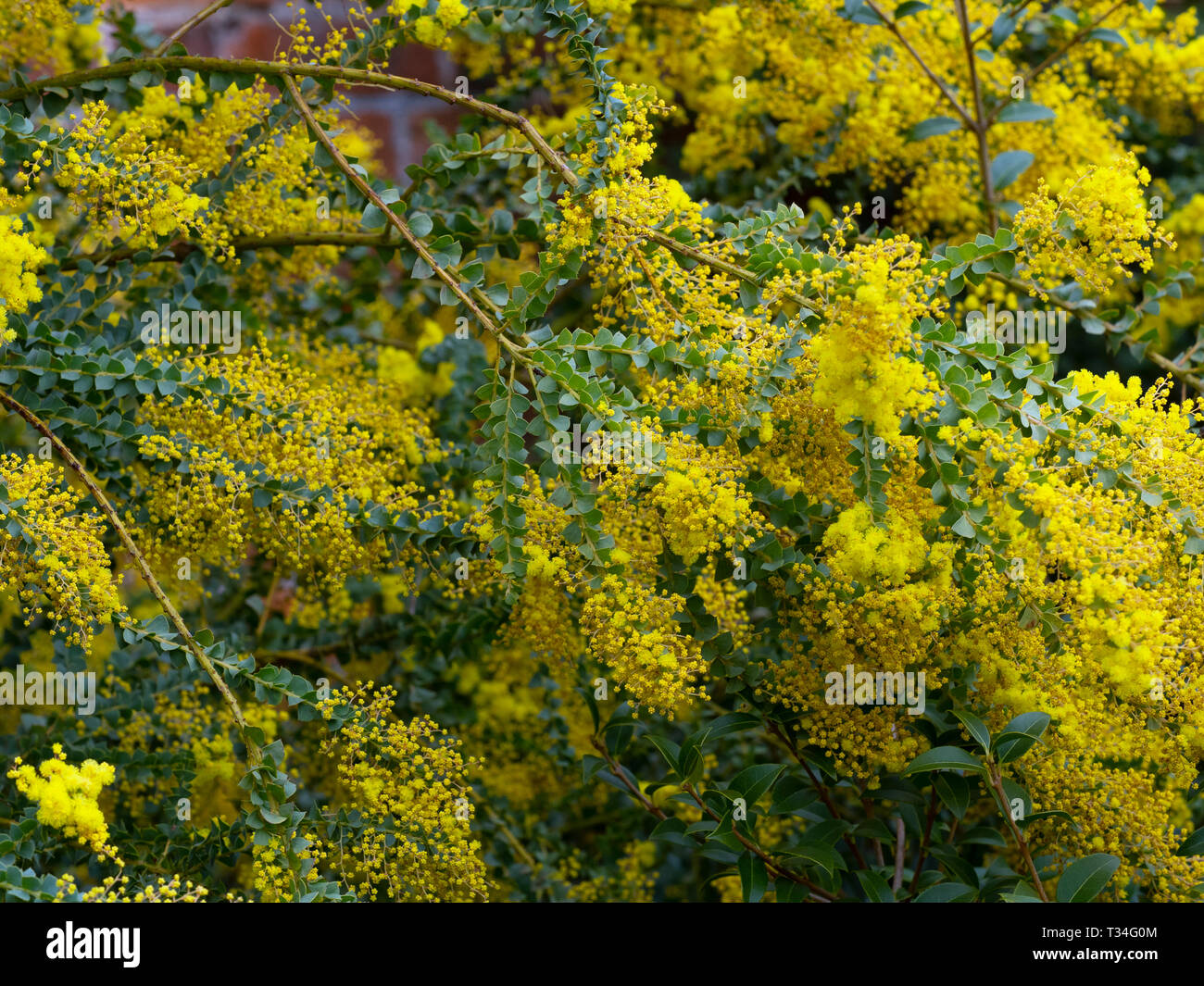 Acacia pravissima Oven's wattle growing in spring border Stock Photo