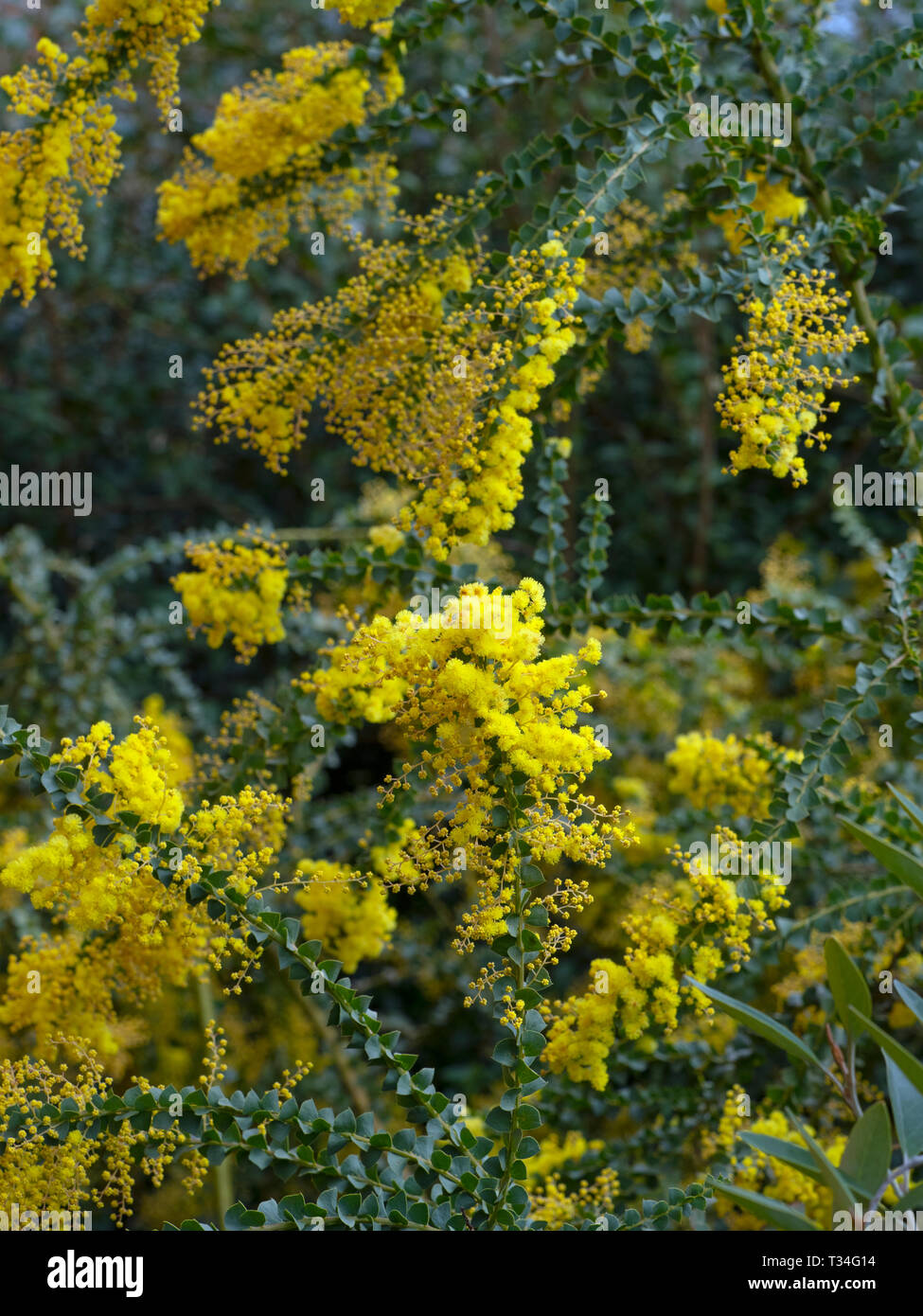 Acacia pravissima Oven's wattle growing in spring border Stock Photo