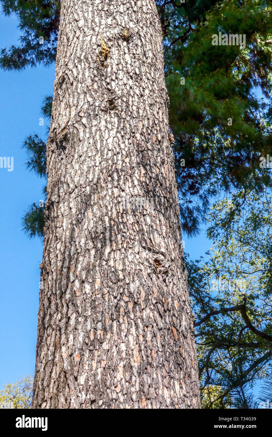 Calabrian pine, Pinus brutia, Tree bark texture, Tree trunk Stock Photo