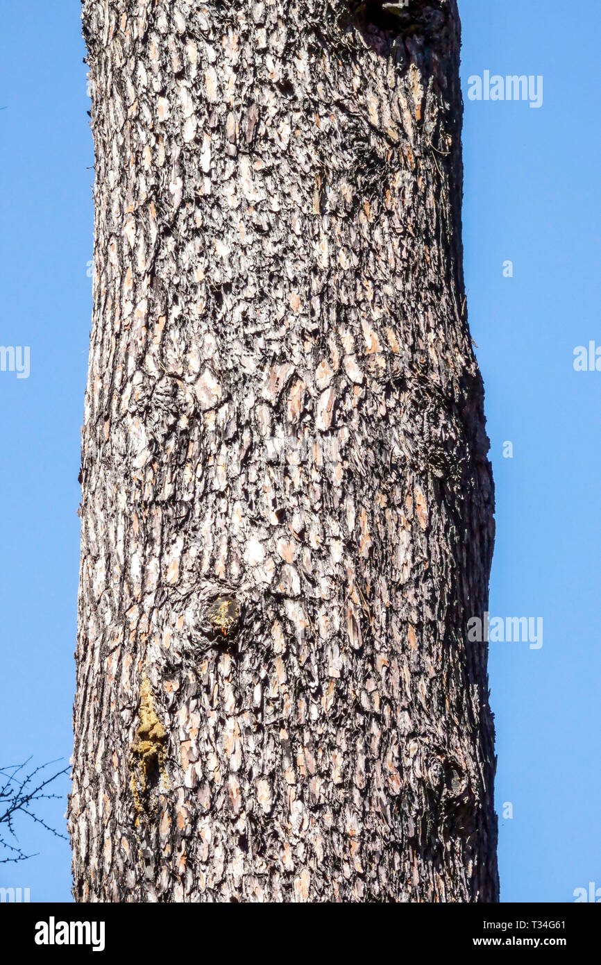 Calabrian pine, Pinus brutia, Tree bark texture, Tree trunk Stock Photo