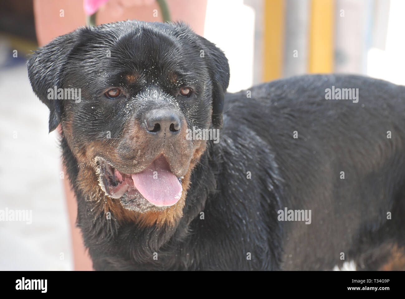 short muzzle rottweiler