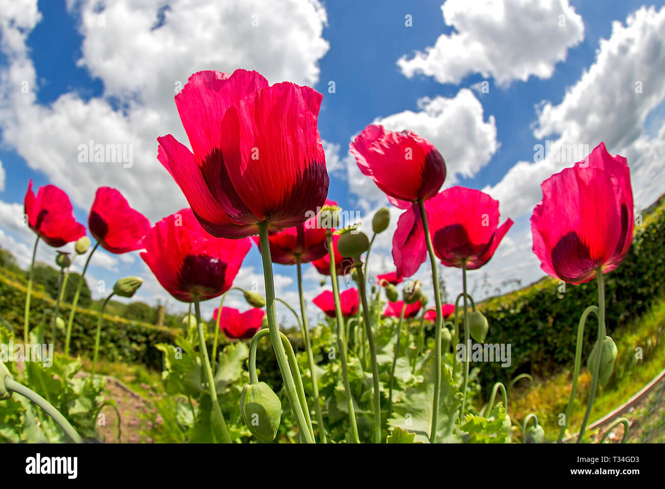 A group of red garden poppies with a blue sky and fair weather clouds representing a perfect summers day in the UK. Stock Photo