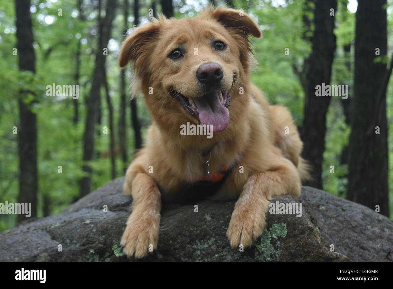 A Nova Scotia Duck Tolling Retriever puppy on a rock Stock Photo