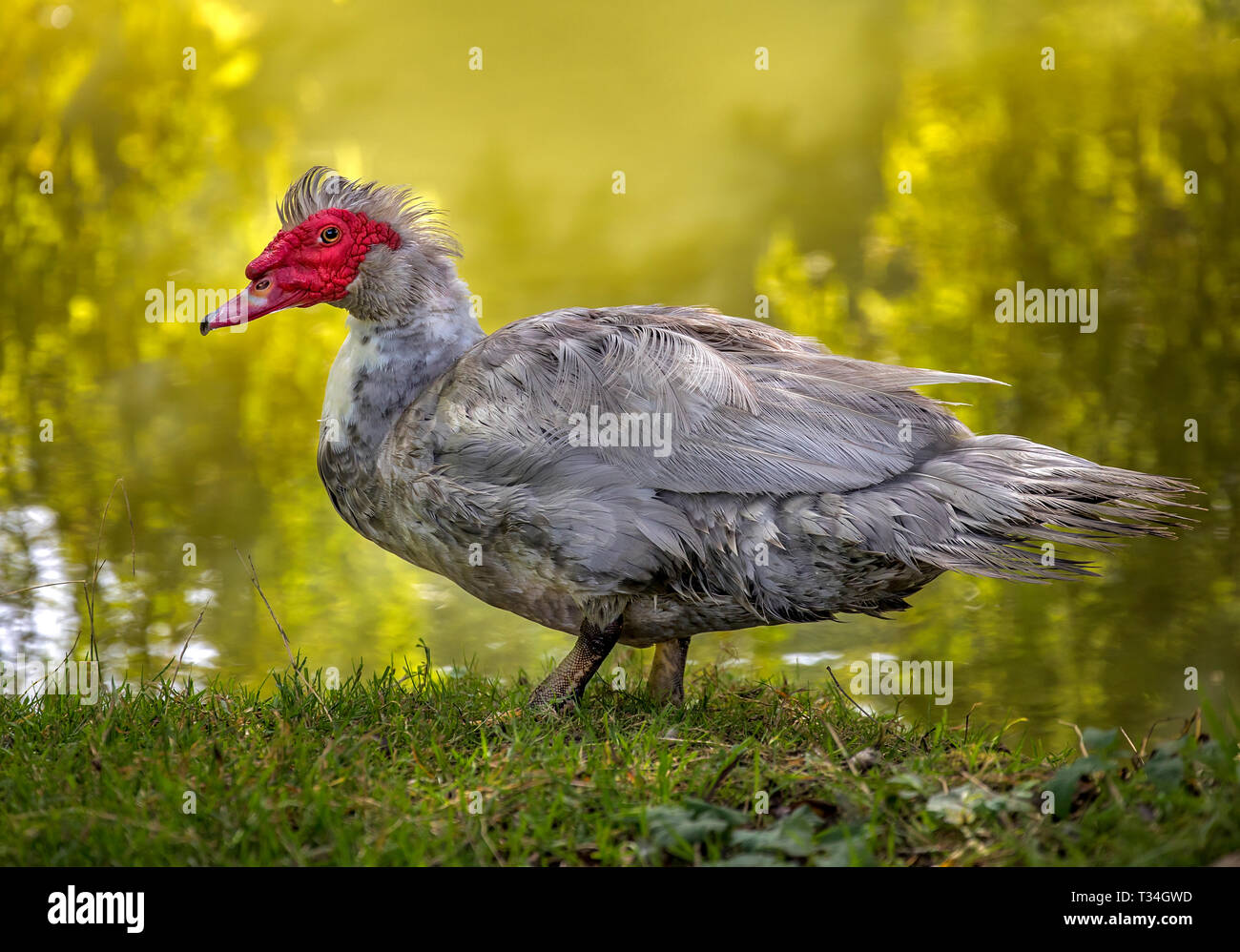 The "quackless" domestic Muscovy Lavender Duck renowned for it's meat