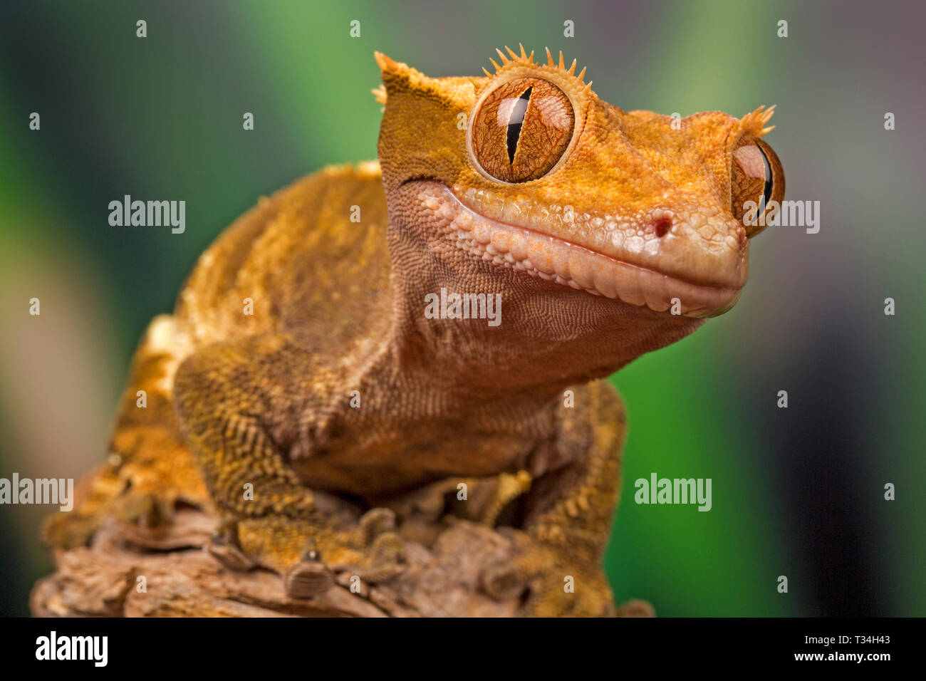 Gabby the Gecko, looking pleased. With Property Release. Stock Photo