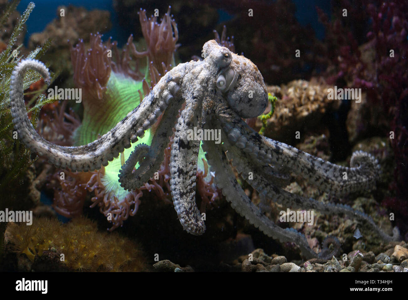 Octopus swimming underwater, Indonesia Stock Photo