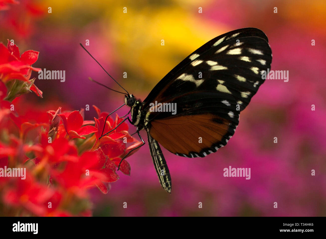 Butterfly on a flower, Canada Stock Photo