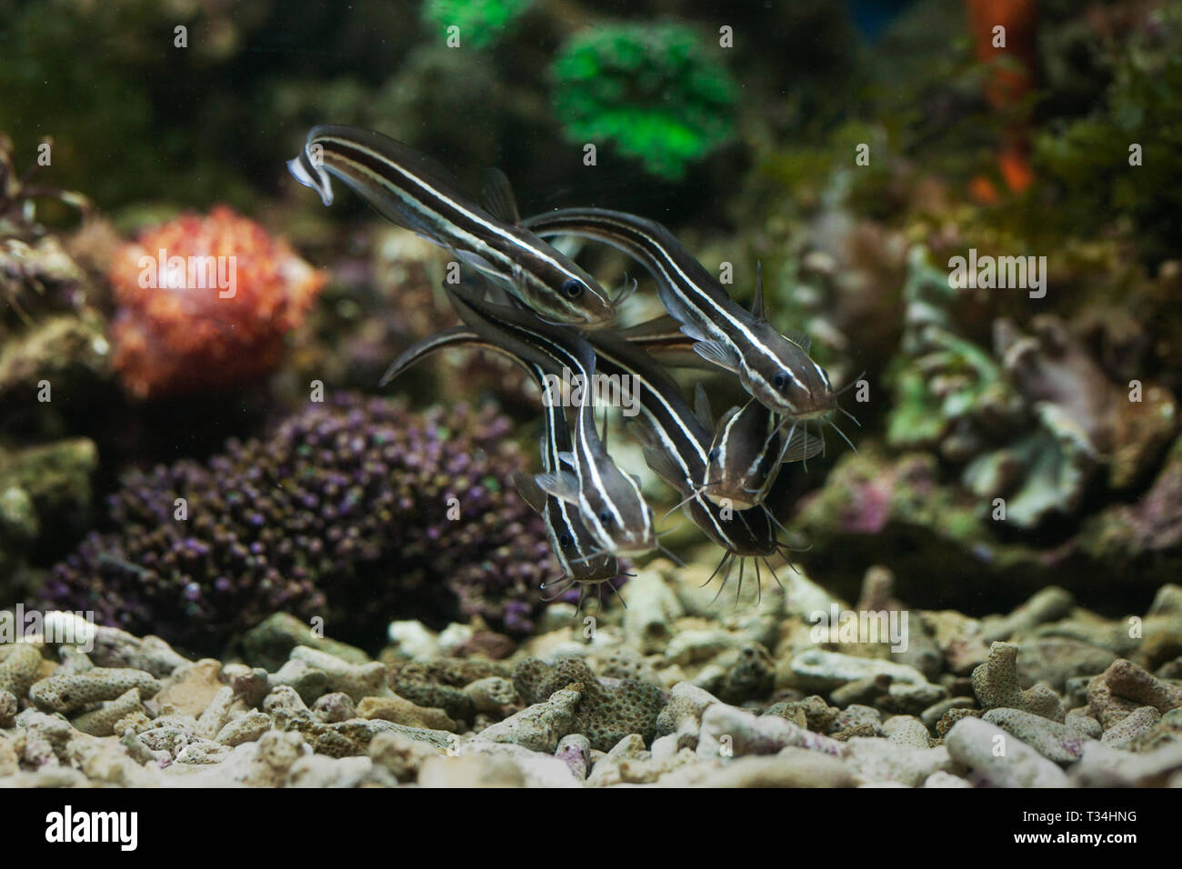 Fish swimming underwater, Indonesia Stock Photo
