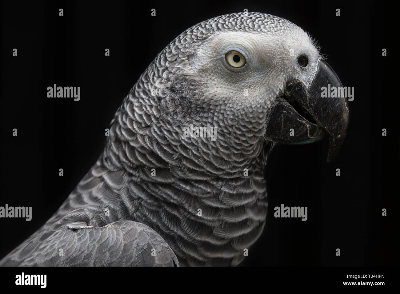 Portrait of a parrot Stock Photo