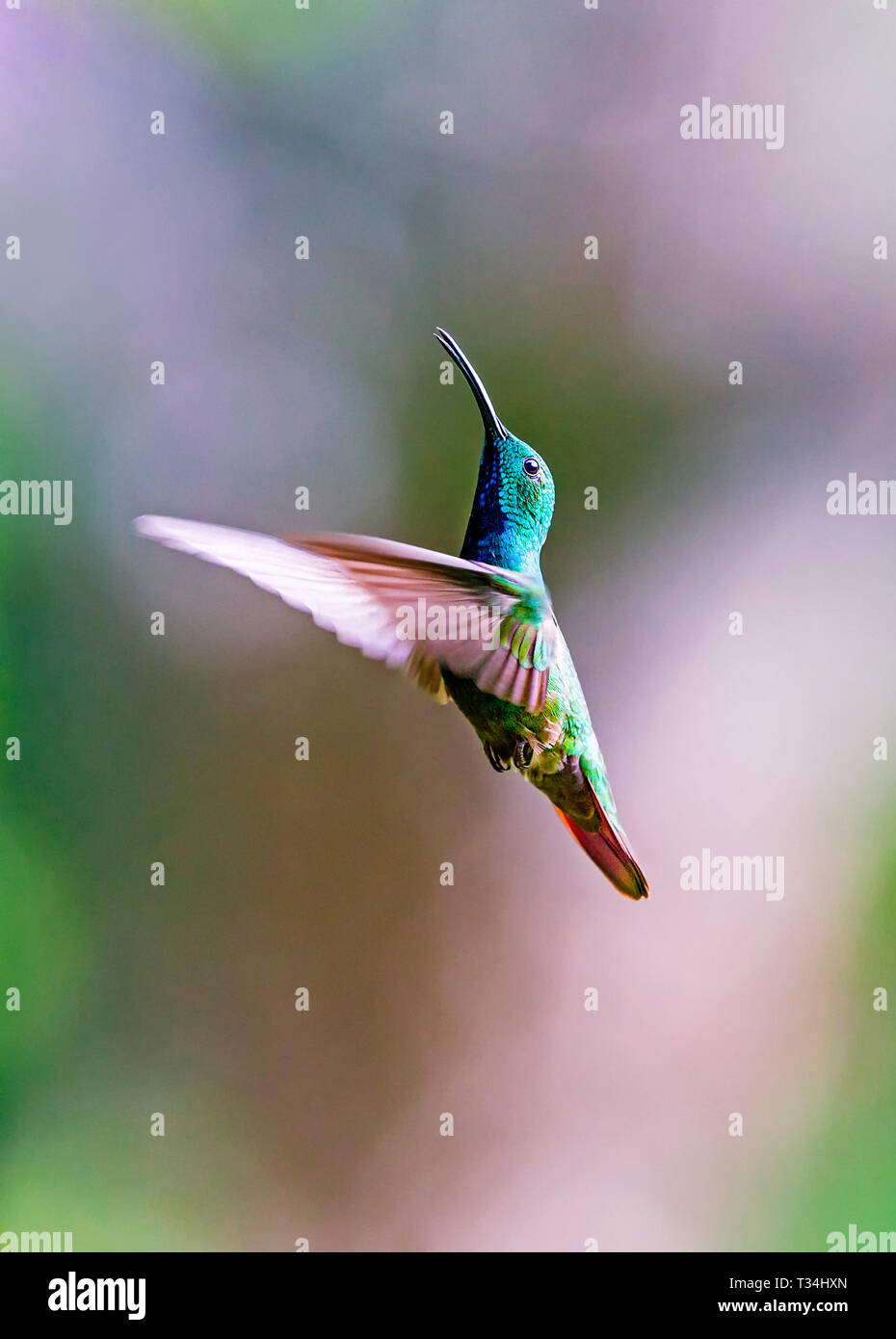 Green-breasted Mango hummingbird hovering Stock Photo