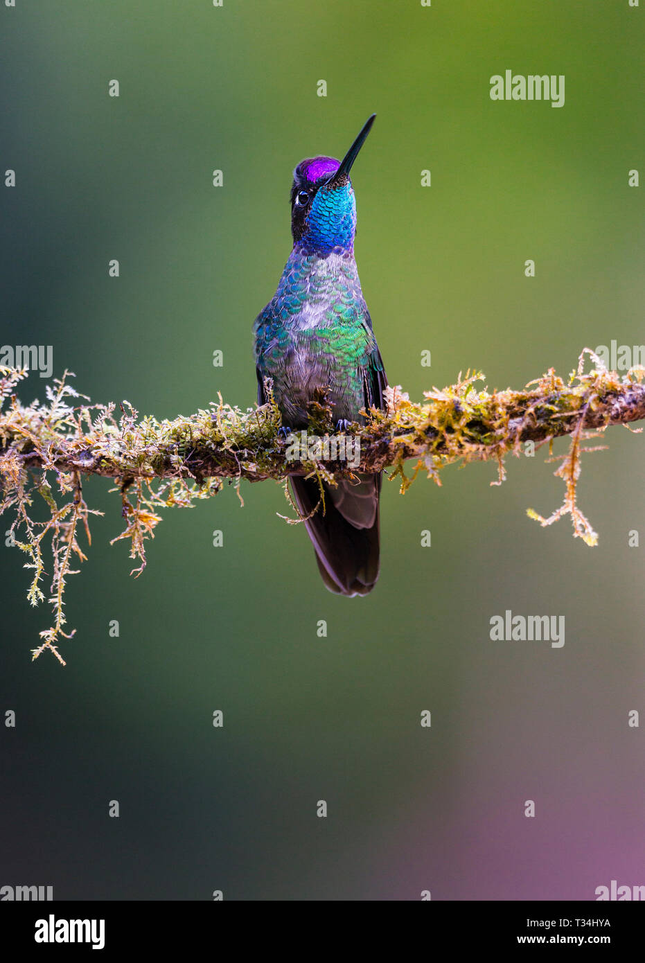 Talamanca Hummingbird flashing its crown and throat colours on its territorial perch Stock Photo
