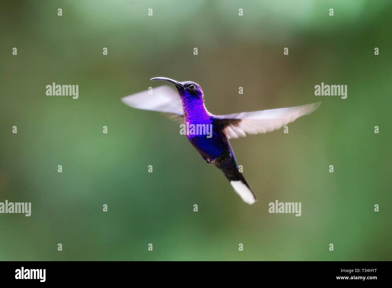Violet Sabrewing hummingbird hovering Stock Photo