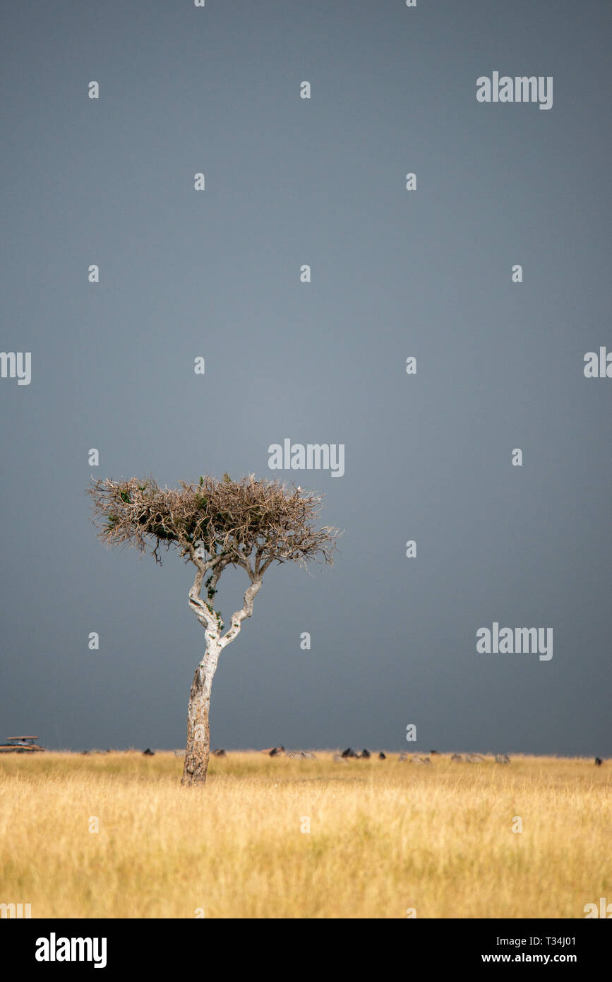 Lone tree in the bush, Kenya Stock Photo