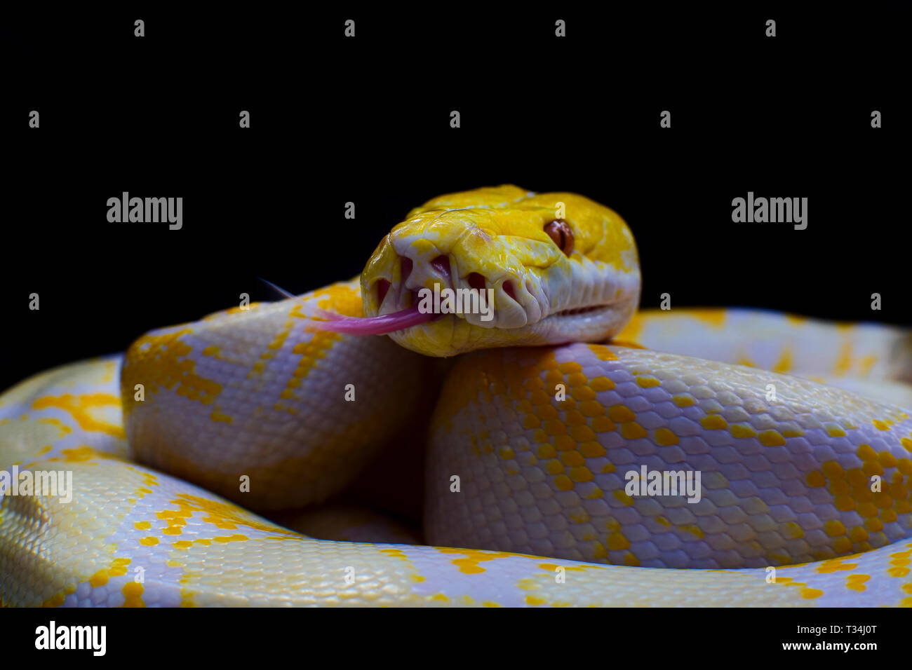 Close up of a python, Indonesia Stock Photo