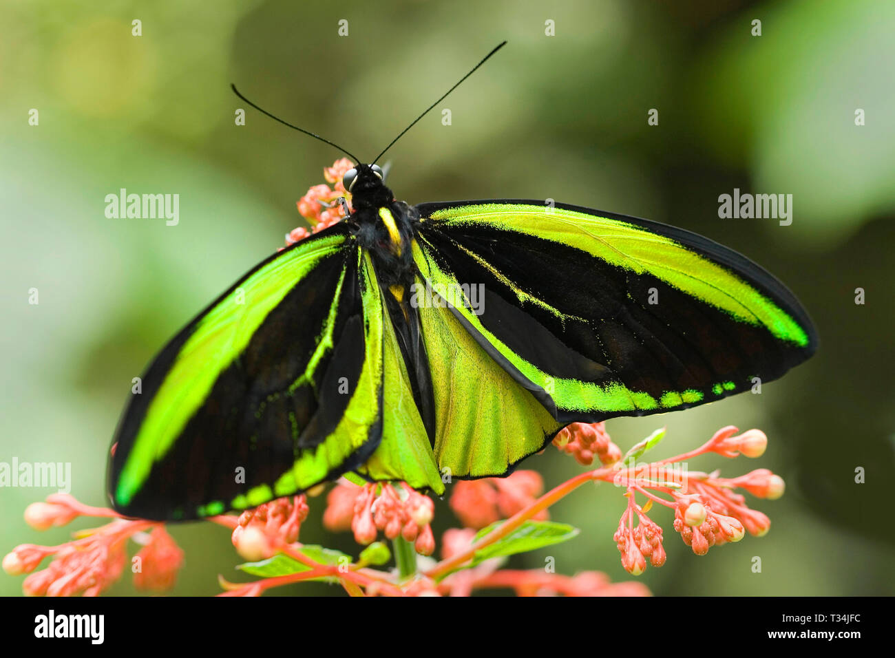 Butterfly on a flower, Indonesia Stock Photo