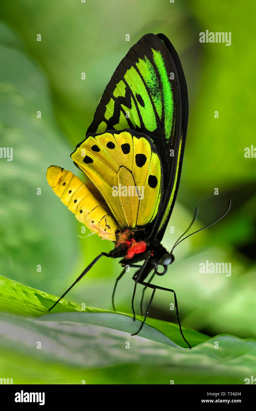 Close-up of a butterfly, Indonesia Stock Photo