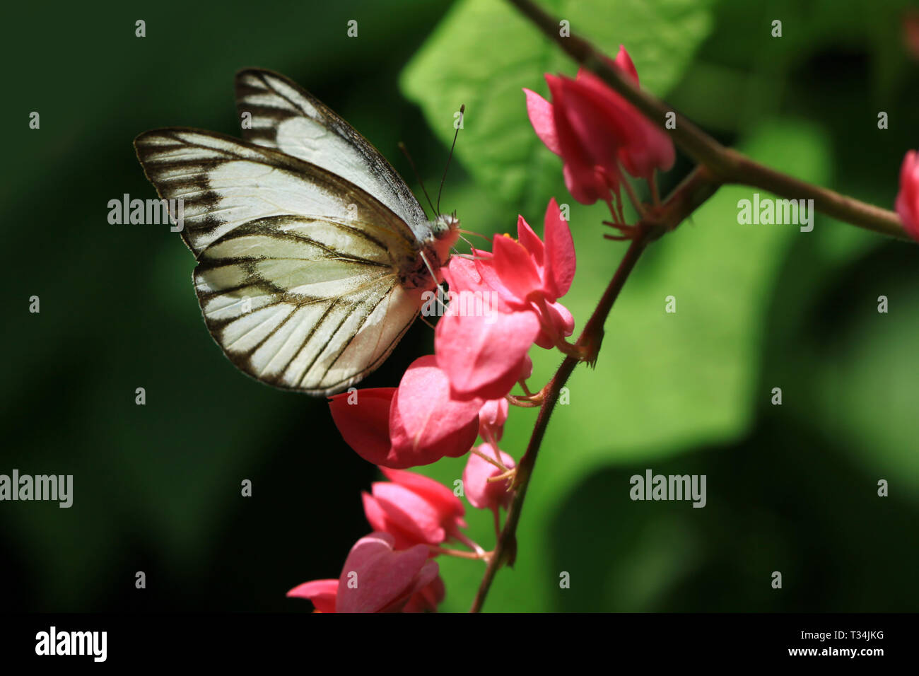Close-up of a butterfly, Malaysia Stock Photo