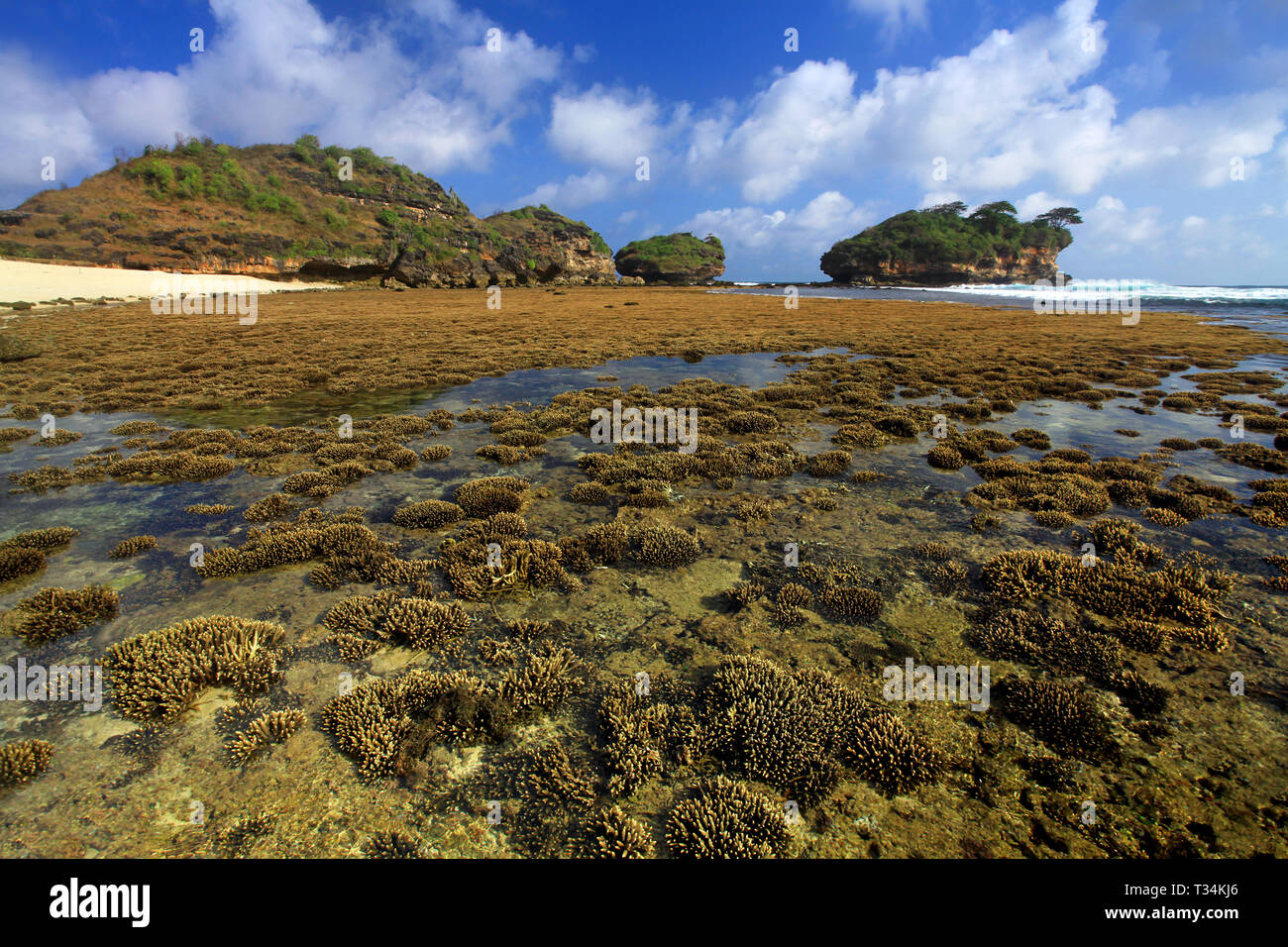 Coral Reef at low tide, Indonesia Stock Photo