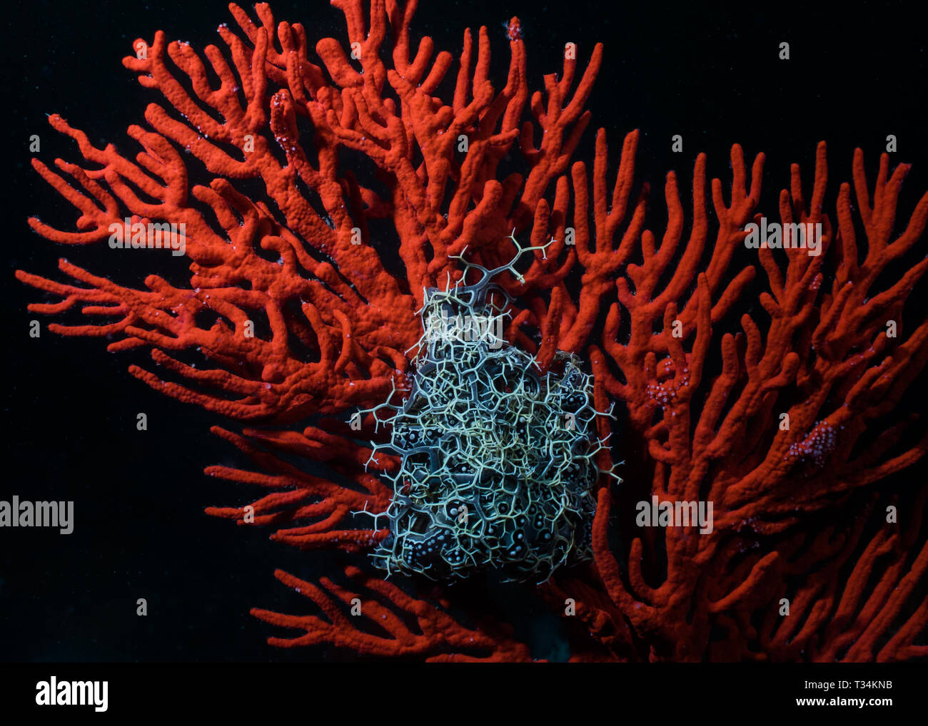 Basket Star (Astrocladus euryale) attached to an orange sea fan