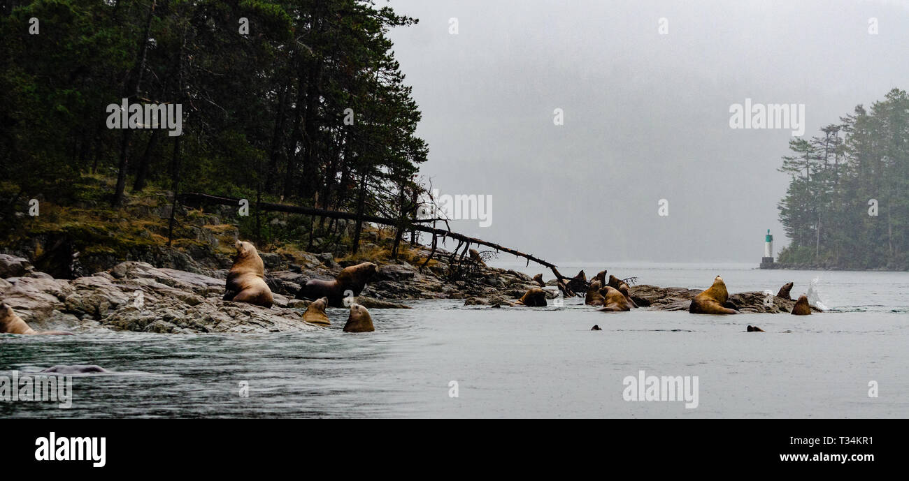Sea lions along the coastline, British Columbia, Canada Stock Photo