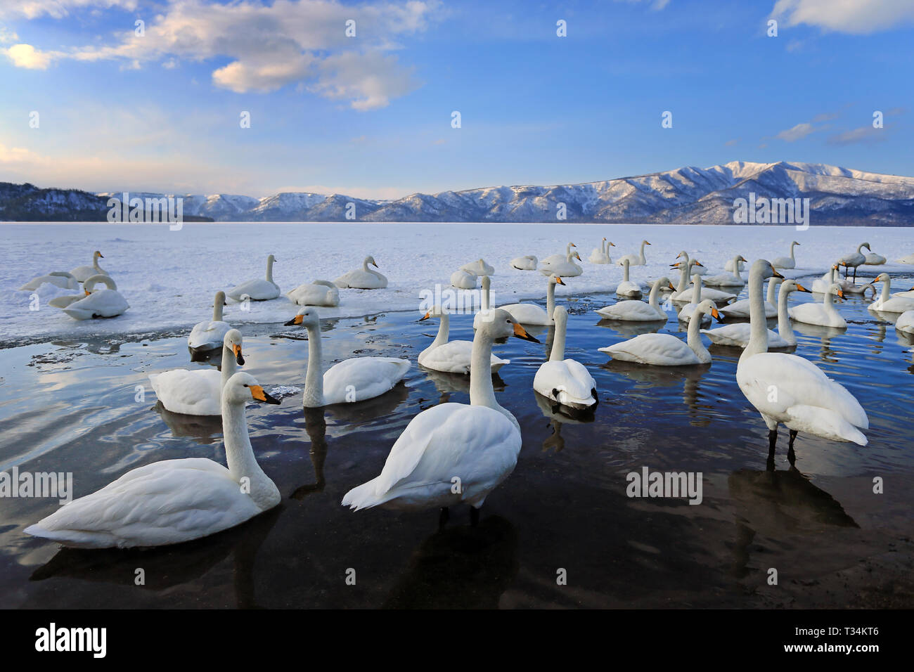 Flock of swans swimming, Hokkaido Lake, Shikotsu, Japan Stock Photo