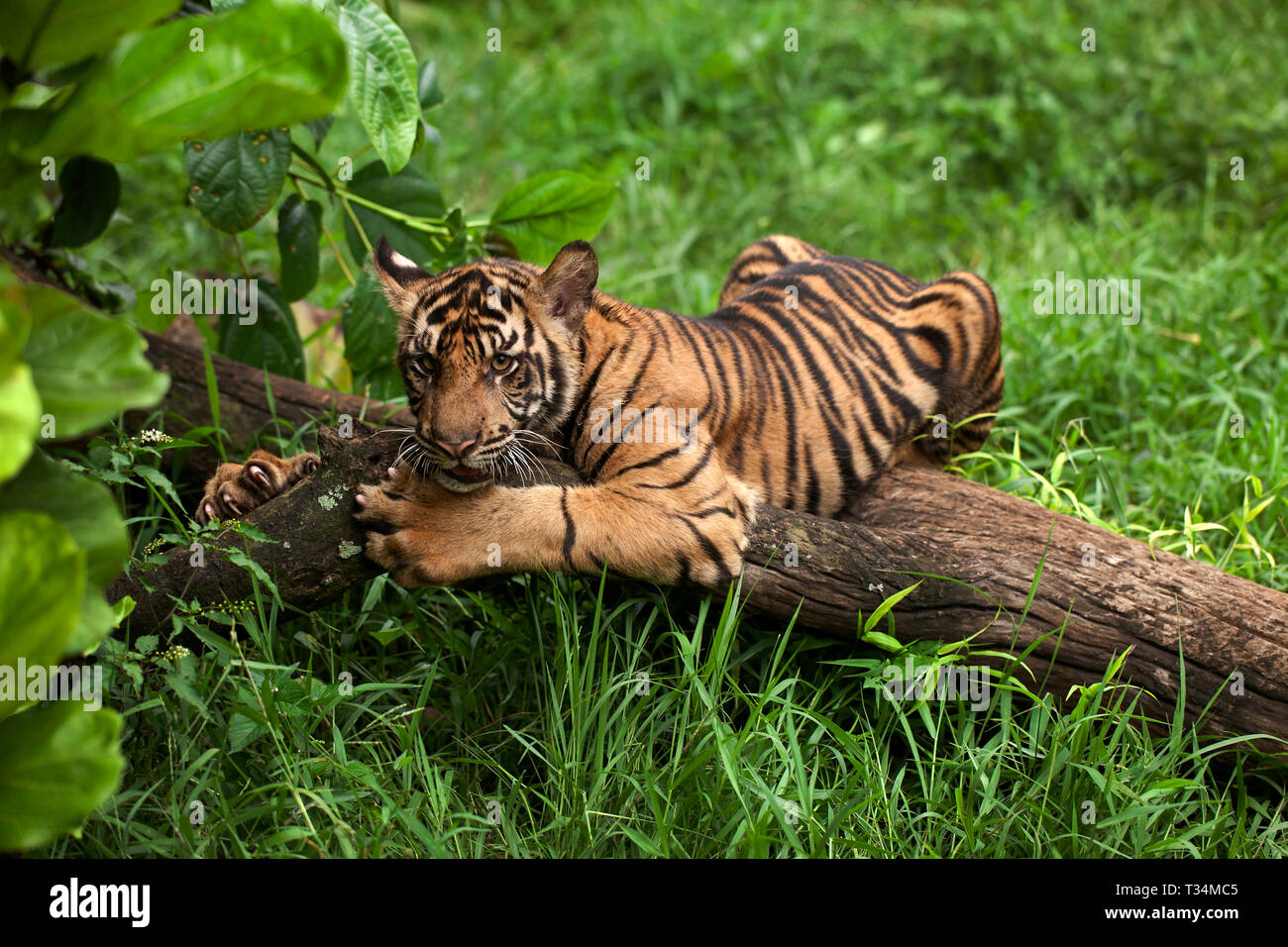 Portrait of a tiger, Indonesia Stock Photo