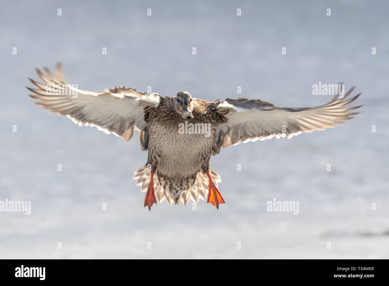 Mallard duck in flight, British Columbia, Canada Stock Photo