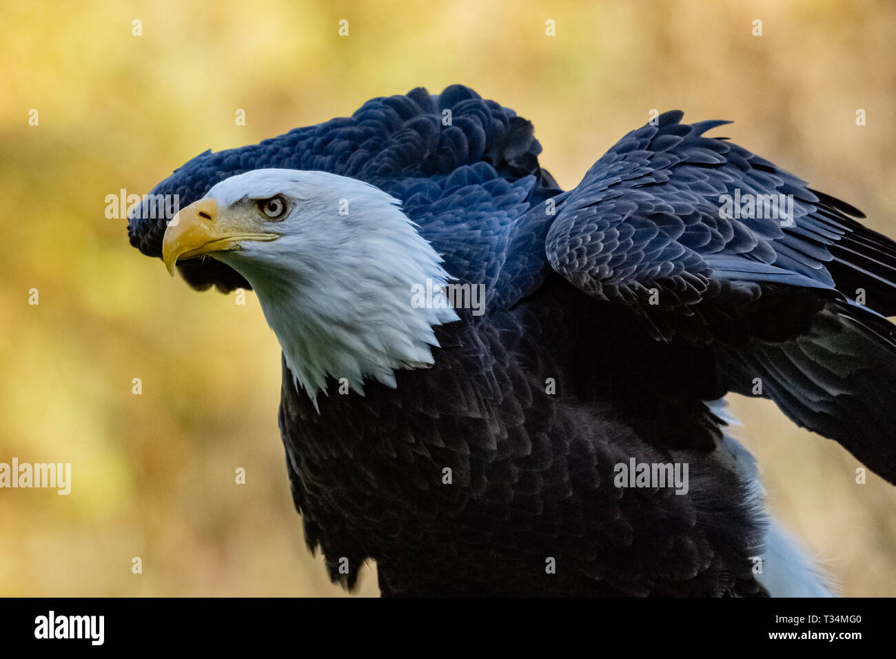 Portrait of a bald eagle, British Columbia, Canada Stock Photo