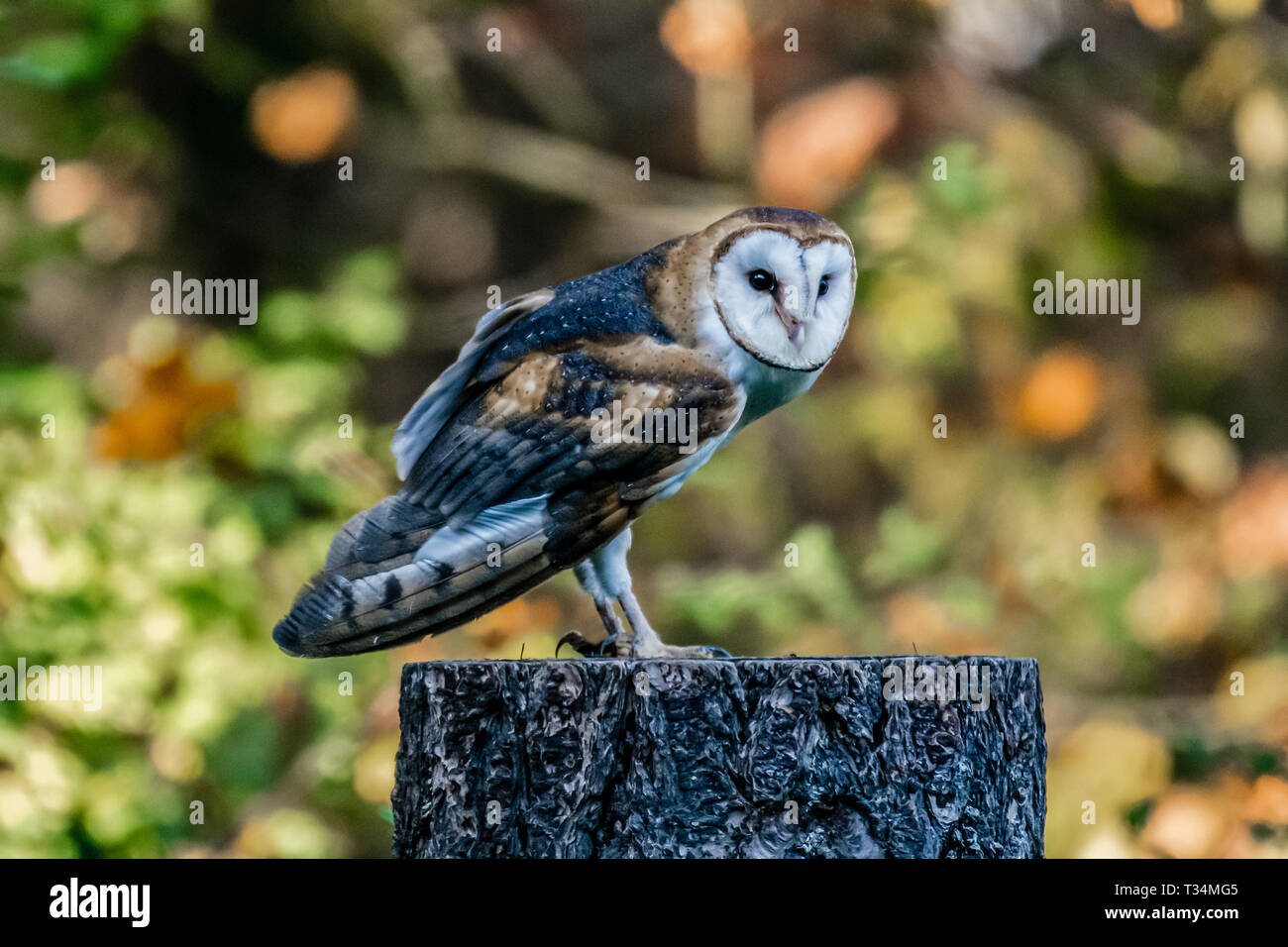 Barn Owl perched on a wooden post, British Columbia, Canada Stock Photo